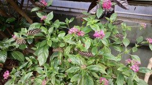 ButterflyBush