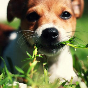 dog-eats-grass